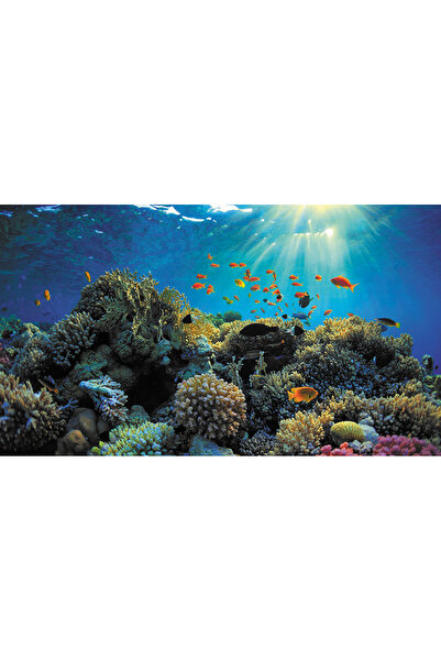 Kanki Pet KP7045021 Akvaryum Arka Fon Yapıştırma 70 x 45 CM