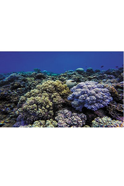 Kanki Pet KP8550020 Akvaryum Arka Fon Yapıştırma 85 x 50 CM