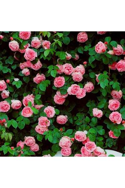 bitkifidan 3 Yaş Isparta Sarmaşık Gül