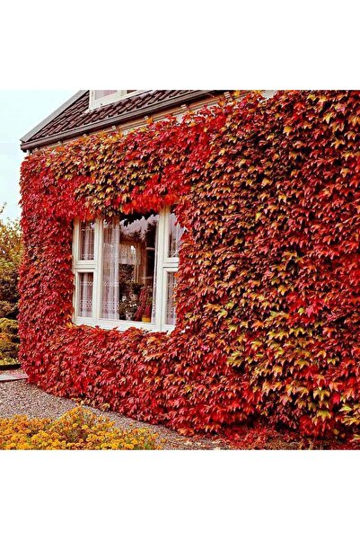 Tunç Botanik AMERİKAN SARMAŞIĞI - TIRMANICI ÇOK YILLIK BİTKİ