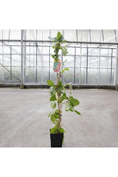 Tunç Botanik AMERİKAN SARMAŞIĞI - TIRMANICI ÇOK YILLIK BİTKİ