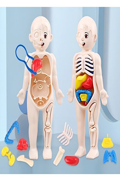Ayver İnsan Vücudu Anatomisi Organ Bulmaca Puzzle Bultak Yapboz Eğitici Ve Öğretici Oyuncak 20 Cm