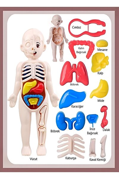 Ayver İnsan Vücudu Anatomisi Organ Bulmaca Puzzle Bultak Yapboz Eğitici Ve Öğretici Oyuncak 20 Cm