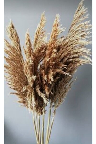 E&K ÇAY Naturel Kuru Çiçek Pampas ( Saz Otu) 10 Adet 150 Cm
