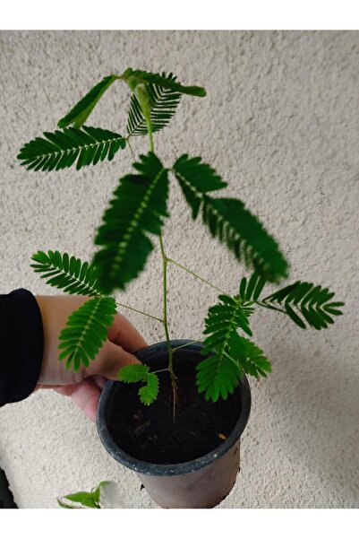 SARMASK Küstüm Çiçeği Fidesi (15-25 Cm ) Saksida