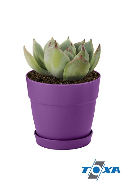 ToXA 0.11 Litre Mor Manolya Saksı Dekoratif Tabaklı Mat Çiçek Kaktüs Saksısı