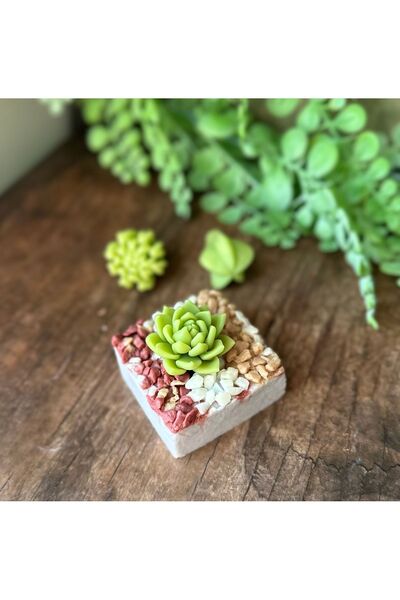 Şirin Handmade Succulent with Scented Soap in Pot