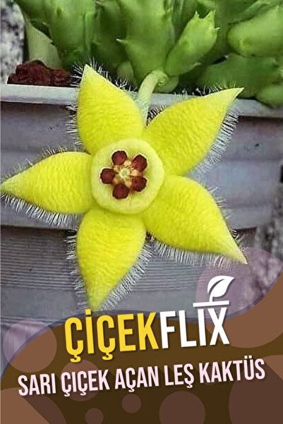 ÇİÇEKFLİX Sarı Çiçek Açan Leş Kaktüs Stapelia Variegata 5.5 cm