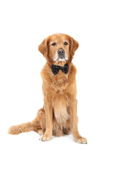 DOGİ&DOG Büyük Irk Siyah Pullu Köpek Papyonu