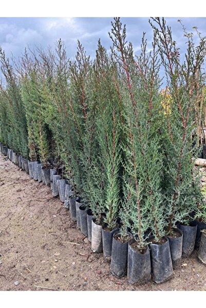 Bahçem Fidancılık 4 Adet Kara Servi Fidanı 1,30- 1,50 Metre Boylu
