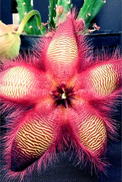 ÇİÇEKFLİX Özel Leş Çiçeği Iç Mekan Kaktüs Salon 5.5cm