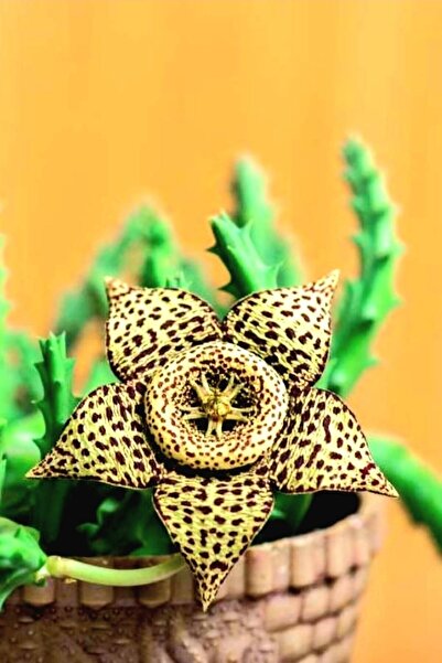 ÇİÇEKFLİX Huerniamelez (angolensis) Leş Kaktüsü Salon Çiçeği Sukulent 5,5 Cm 1.kalite Özel Ürün