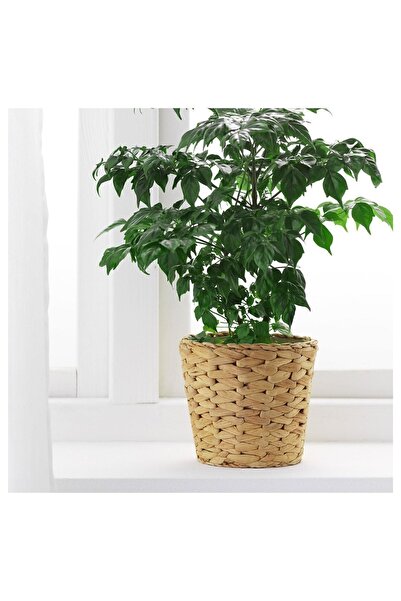 IKEA Hasır Saksı Küçük Boy Dış Çap: 15 Cm Yükseklik: 13 Cm Su Sümbülü (ıçi Plastik)