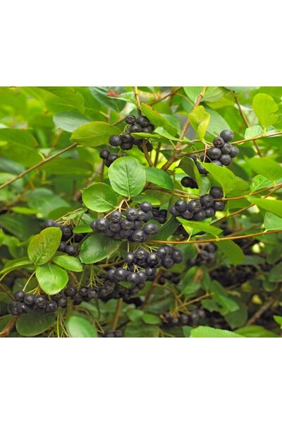 Tunç Botanik ARONYA FİDANI 3-4 YAŞ 80-100 CM