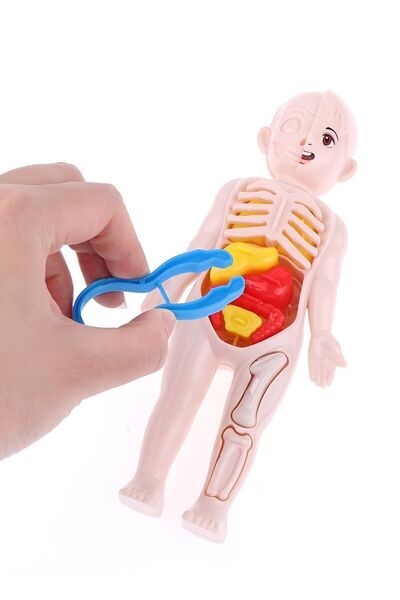 Ayver İnsan Vücudu Anatomisi Organ Bulmaca Puzzle Bultak Yapboz Eğitici Ve Öğretici Oyuncak 20 Cm