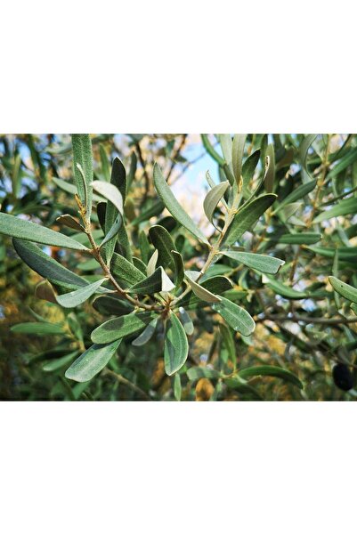 Frigia Okaliptüs, Mentol, Nane, Kekik, Zeytin Yaprağı, Defne, Nar Çekirdeği, Portakal Yaprağı- 60 gram