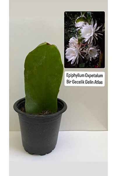 Genel Markalar Epiphyllum Oxpetalum Bir Gecelik Gelin Beyaz Atlas 8cm saksılı