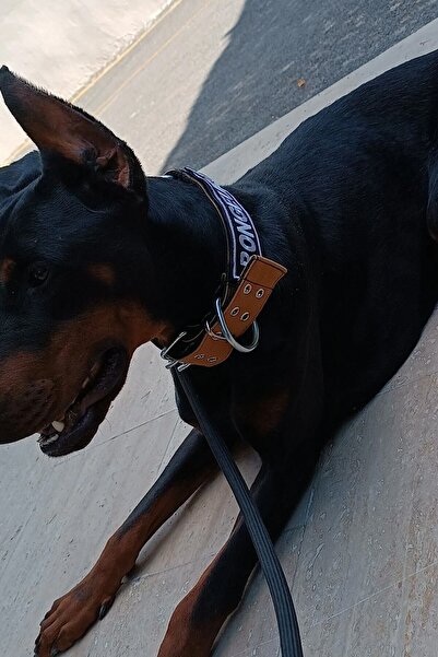 MgTasma Kişiye Özel, Isimli Kahverengi K9 Köpek Tasması, Boyun Tasması