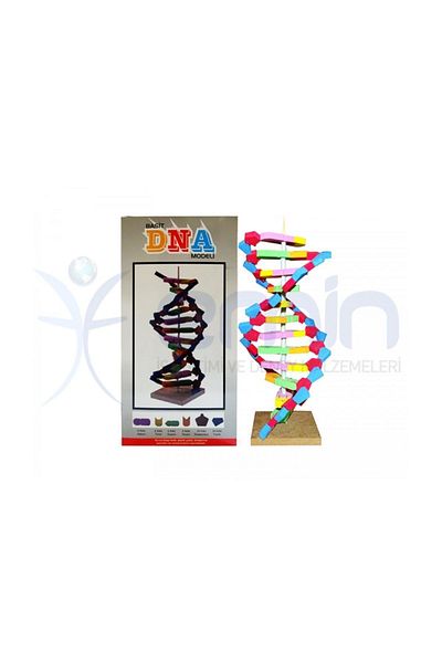 Gökkuşağı DNA Model Evadan