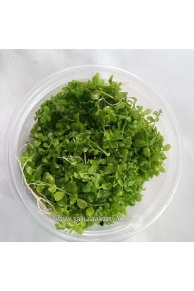 Marimo Scape Monte Carlo Zemin Bitkisi