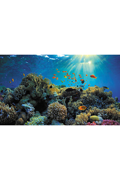 Kanki Pet KP8550021 Akvaryum Arka Fon Yapıştırma 85 x 50 CM