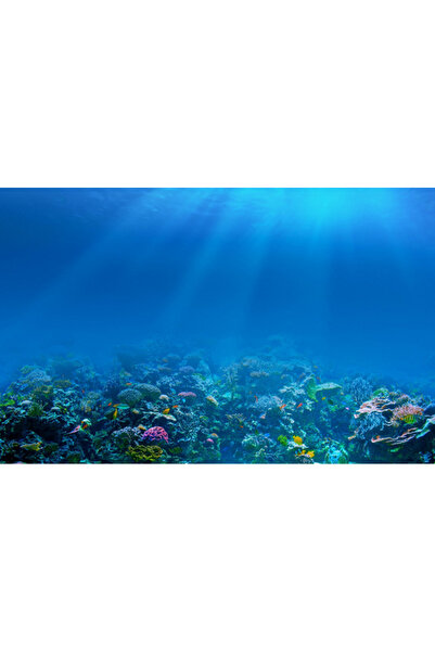 Kanki Pet KP7045009 Akvaryum Arka Fon Yapıştırma 70 x 45 CM