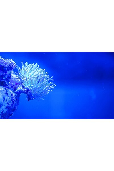 Kanki Pet KP8550026 Akvaryum Arka Fon Yapıştırma 85 x 50 CM