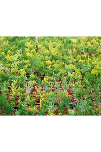 Tunç Botanik ALTUNİ TOP MAZI 5 ADET - SARI ÇİT BİTKİSİ