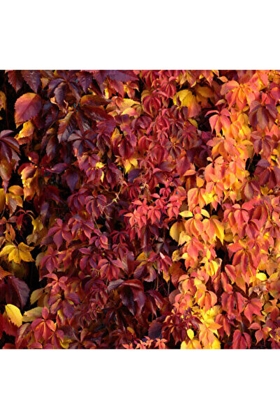 Tunç Botanik AMERİKAN SARMAŞIĞI - TIRMANICI ÇOK YILLIK BİTKİ