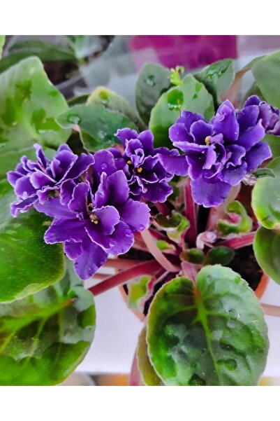 SARMASK Menekşe Çiçeği -dolgun Form -(mavi -pembe- Beyaz-kirmizi Renk )