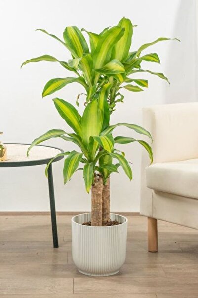 Garden Online Dracaena Fragrans Massengena - Massengena İki Gövdeli Canlı Salon Bitkisi 120 - 130 Cm