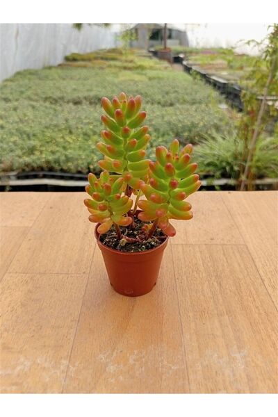 Ravza Çiçekçilik Sedum Jelly Bean Plant ( 5,5 Cm Sakıda )