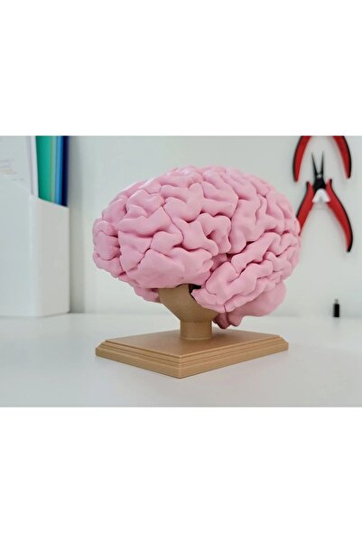 Giftbox3d Tam Boy İnsan Beyni Anatomik Figürü