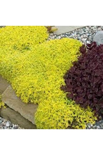 SARMASK (5 adet) Sedum bitkisi fidesi -yer örtücu- mezar örtücü (10-15 cm)