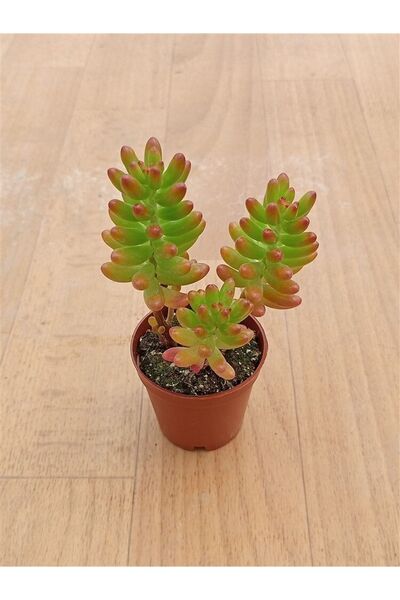Ravza Çiçekçilik Sedum Jelly Bean Plant ( 5,5 Cm Sakıda )