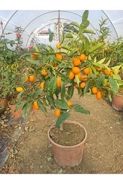 damla su çiçek Meyveli Bodur Kamkat Ağacı Saksılı 4 Yaş