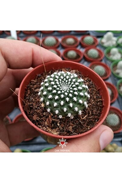 cantropikal Rebutia Krainziana, Nadir Sukulent Kaktüs Çiçek Rengi Bilinmiyor