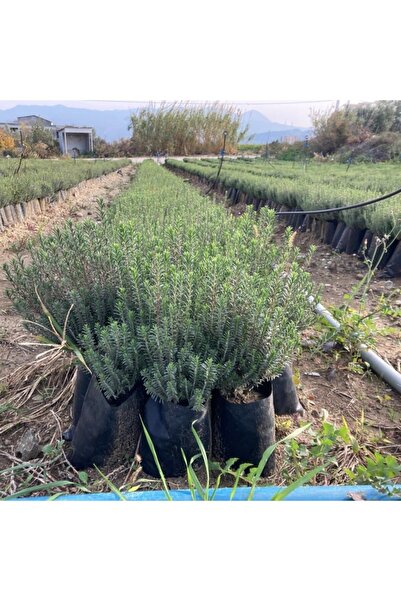 Gloria Tüplü Kekik  Fidanı 2 Adet