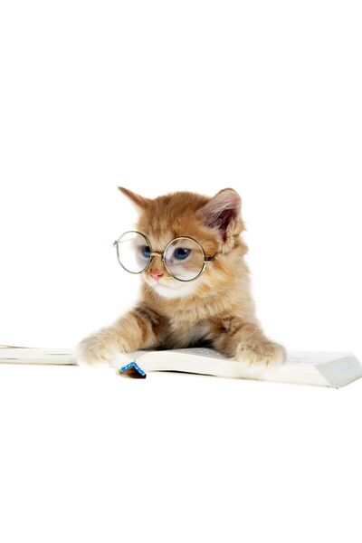 Lion Pet Kedi Köpek Gözlüğü Mini Irklara Özel Şefaf 8 Cm