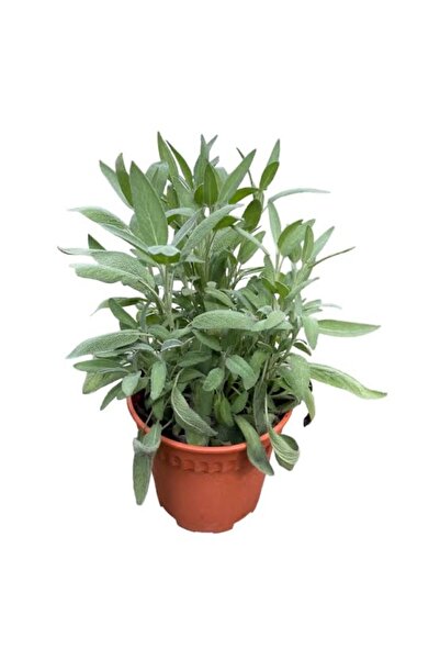 Akyurt Tarım Peyzaj Adaçayı Fidesi Saksıda Adaçayı Fidanı 25-50 cm 2 Yaş Üzeri