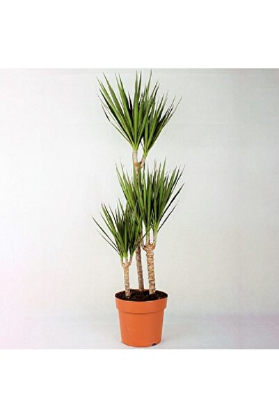 Marginata Plant 3 Rooted Marginata Dracaena Home Plant Office Plant Living Room Plant 120 130 Cm