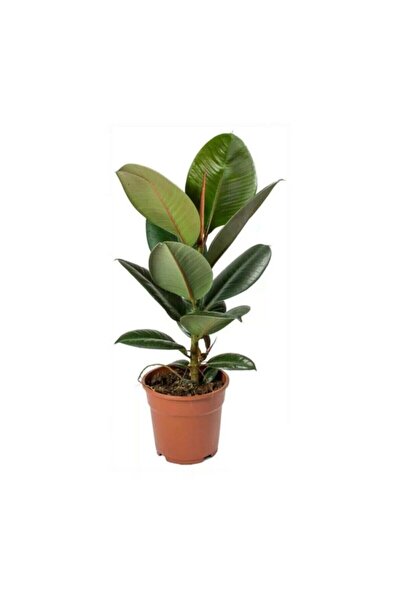 İç mekan bitkileri Kauçuk Bitkisi 50 60 Cm Ev - Ofis - Salon Bitkisi