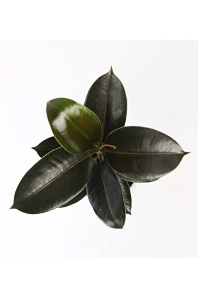 İç mekan bitkileri Kauçuk Bitkisi 50 60 Cm Ev - Ofis - Salon Bitkisi