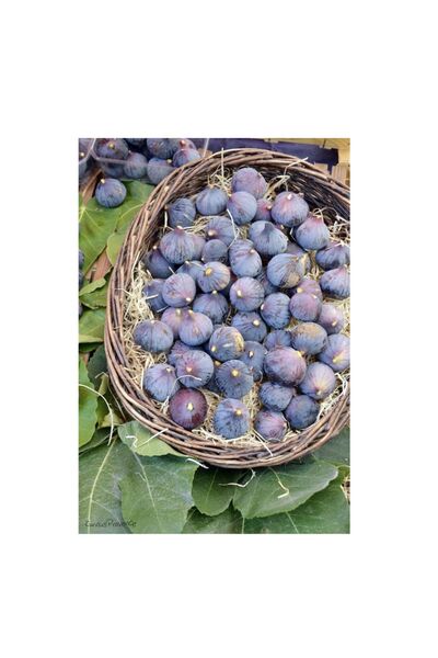 doğaşık Mor İncir Fidanı (Ficus carica) 1-2 Yaşında Tüplü - Sağlıklı ve Dayan...