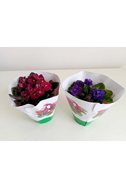 SMY HOBİHANEM Afrika Menekşesi 2'li Süpriz Renk