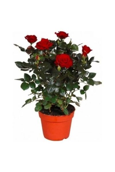 TohumBul Emilian Bodur Yediveren Kırmızı Gül Çiçeği Fidesi (1 adet Paper Potta)