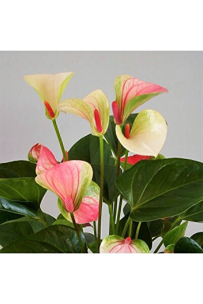 Aysima Çiçekevi Anthurium Joli Ithal Pembe Beyaz Antoryum Filamingo Canlı Saksıda Ev Ofis Salon Bitkisi.