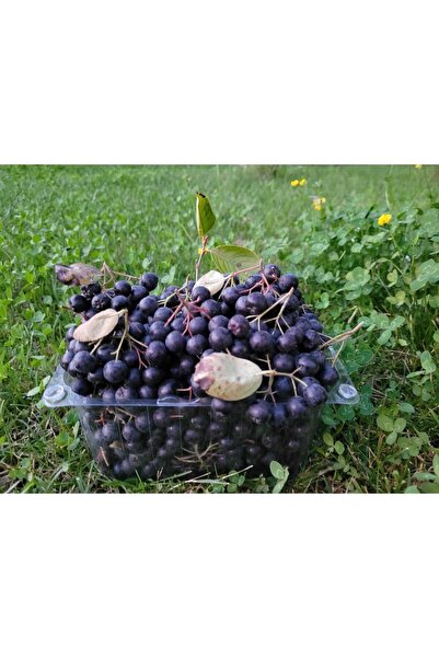 Marcel Aronya Tıbbi ve Aromatik Aronya Meyvesi 2 Kg - Organik Sertifikalı Coğ...