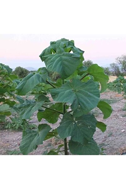 ahalfidan PAULOWNİA (ÇİNKAVAĞI, PAVLONYA) 3LÜ AVANTAJ PAKETİ