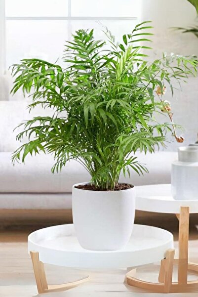 Garden Online Chamaedorea Elegans - Dağ Palmiyesi Dolgun Formlu Canlı Salon Bitkisi 55 - 65 Cm